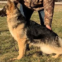 German Shepherds from Colette Skinner