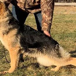 German Shepherds from Colette Skinner
