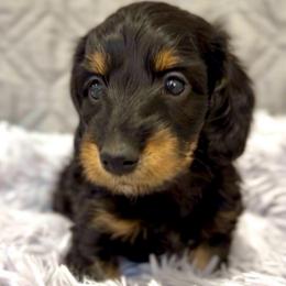 Winston - Black and tan male Dachshund puppy in Sutherland, Virginia from Sutherland Estates Dachshunds