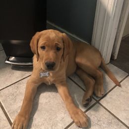 Labrador Retriever Puppies from Lake Crystal Farms Labradors