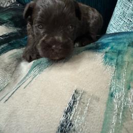 Female 3 - Liver female Miniature Schnauzer puppy in Pearland, Texas from K & S Schnauzers