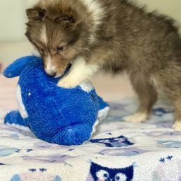 Kendall - Sable and white male Shetland Sheepdog puppy in Pleasant Shade, Tennessee from Odyssey Shetland Sheepdogs