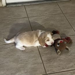 Beagle Puppies from HA-Penny Beagles