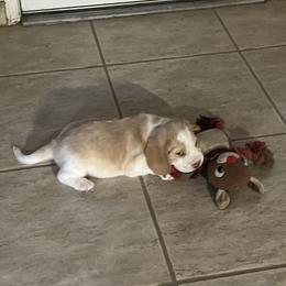 Beagle Puppies from HA-Penny Beagles