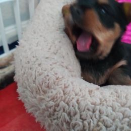 Yorkshire Terrier Puppies from Bayview Yorkies