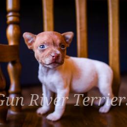 Sable girl 1 - Red white and sable female Rat Terrier puppy in Allegan, Michigan from Gun River Terriers