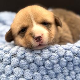 Male 1 - Red male Pembroke Welsh Corgi puppy in Hale, Michigan from All Hale Corgis