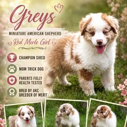 Greys - Red merle female Miniature American Shepherd puppy in Spanaway, Washington from Meadow Run Mini American Shepherds