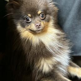 Pomeranian puppies from Prancing Poms