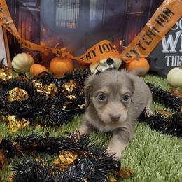 Isabella and Cream Longhair Female - Fawn (isabella) and cream female Dachshund puppy in Killeen, Texas from Southern Dachshunds