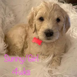 Bernedoodle and Labradoodle Puppies from Doodletown