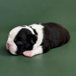 AKC Newton - Black and white male Boston Terrier puppy in Galena, Kansas from RottNBostons
