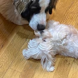 Pyrenean Mastiff All Grown Up from Bella Dulce