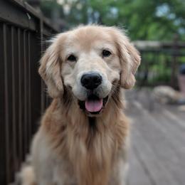 Spenser - Golden Retriever