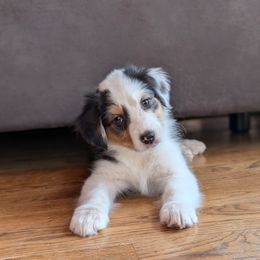 Susi - Blue merle Australian Shepherd puppy in Corydon, Indiana from Eulenberg Farm Australian Shepherds