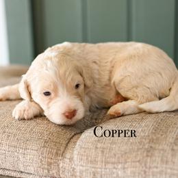 Boy 6 - male Bernedoodle puppy in Tucson, Arizona from Sun Valley Goldendoodles