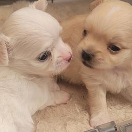 Chihuahua puppies from ChibiChi