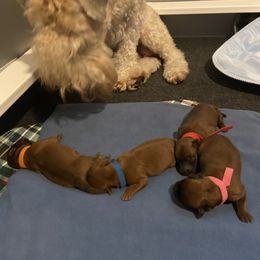Soft Coated Wheaten Terrier Puppies from Timberlane