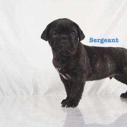 Cane Corso Puppies from Prestigious K9