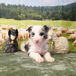 Wool Eyes - White and blue merle male Border Collie puppy in Avilla, Indiana from Borderline Kennels
