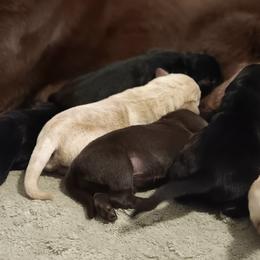 Labrador Retrievers from Western Valley Retrievers