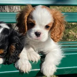 Cavalier King Charles Spaniels from Shady Oak’s  Cavaliers