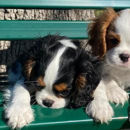 Cavalier King Charles Spaniels from Shady Oak’s  Cavaliers