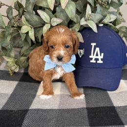 Otani - Blue - Red male Cavapoo puppy in South Jordan, Utah from Simply Sweet Paws. LLC