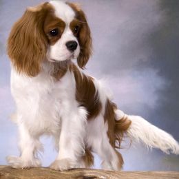 Cavalier King Charles Spaniels from Quail Run Cavaliers