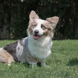 Betelgeuse - American Corgi