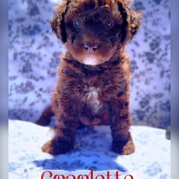 Goldendoodle Puppies from Darling Doodles