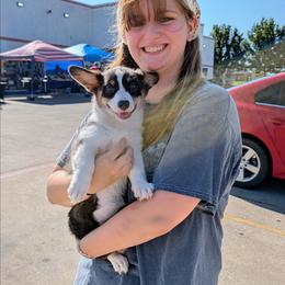 Lorelei Gilmore - Blue female Pembroke Welsh Corgi puppy in Paden, Oklahoma from Sunray Ranch