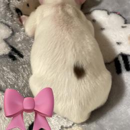 Sasha - Piebald female Dachshund puppy in Petersburg, Virginia from Wiggle Waddle Dachshunds
