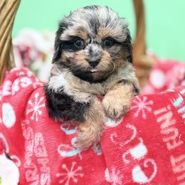 Cavapoo puppies from Hilltop Doodles KY LLC