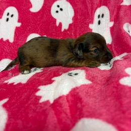 Larry - Dapple male Dachshund puppy in Lake City, Florida from My Ditzy Doxies of Florida