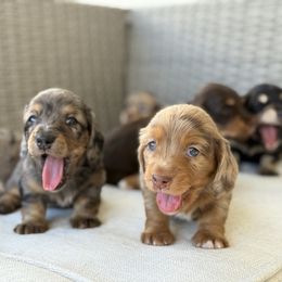 Dachshund Puppies from Gem State Mini Dachshunds
