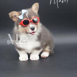American Corgi and Pembroke Welsh Corgi Puppies from Magnolia Creek Corgis