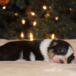 Mash - Black and tan male Pembroke Welsh Corgi puppy in Leonard, Texas from Southern Rose Corgis