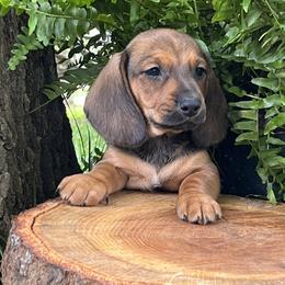 Puppaccino AKC - Red male Dachshund puppy in Hendersonville, North Carolina from Snarky Doxy Miniature Dachshunds
