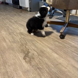 Whisp - Black tri-color female Australian Shepherd puppy in Defuniak Springs, Florida from Blue Cypress Stock dogs