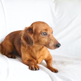 Noel - Dachshund