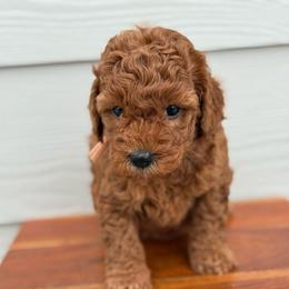 Baby pink - Red  female Goldendoodle puppy in Meridian, Idaho from Goldendoodle of Idaho