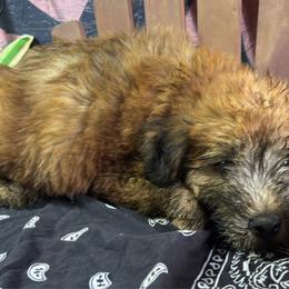 Zeke - Wheaten male Soft Coated Wheaten Terrier puppy in Gladewater, Texas from Felicias Swheaties
