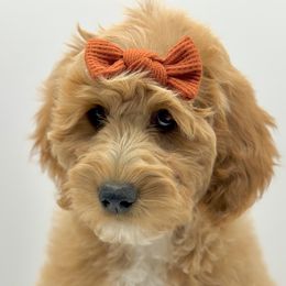 Girl 4 - Apricot Goldendoodle puppy in Draper, Utah from Draper Doodles