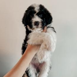 Minnie - Black and white female Sheepadoodle puppy in Wabash, Indiana from DOODCompany