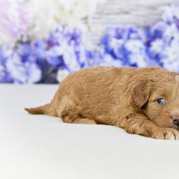 Aussiedoodle Puppies from Dreamcatcher Dogs