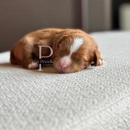 Espresso - Red female Cavapoo puppy in Tulsa, Oklahoma from The Poodle Co. Raising Doodles & Poodles