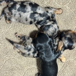 Boy 1 - Dapple male Dachshund puppy in Coconut Creek, Florida from Kenmar Hounds