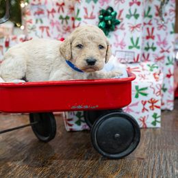 Casey - Cream male Poodle puppy in Leonard, Texas from Laird Farms