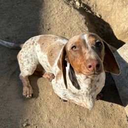 Carmen - Dachshund
